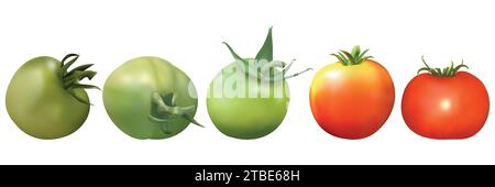 Isolated set of green, orange, red tomato fruits on a white background Stock Vector
