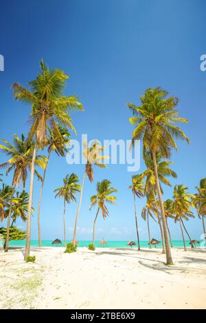 Coconut palms on Tangalle Beach, Sri Lanka Stock Photo