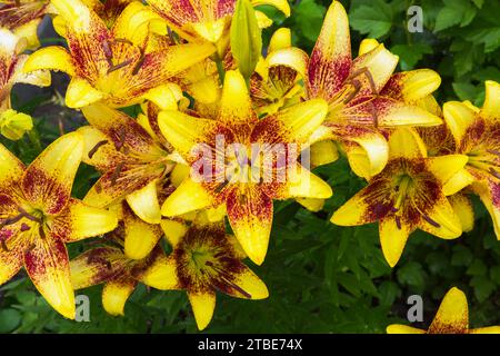 Yellow and crimson red Lilium - Lily flowers in summer. Stock Photo