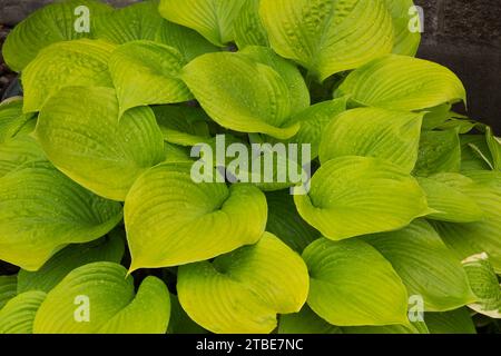 Hosta covered with raindrops in summer. Stock Photo