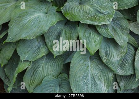 Hosta leaves covered with raindrops in summer. Stock Photo