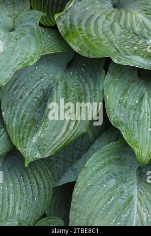 Hosta leaves covered with raindrops in summer. Stock Photo