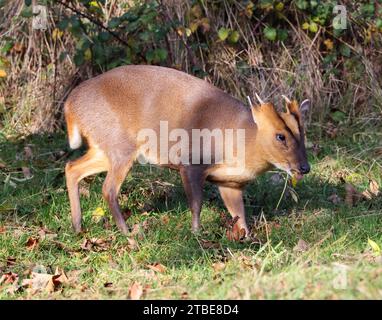 A Muntjac buck (Muntiacus muntjak) in the Cotswold Hills Gloucestershire UK Stock Photo