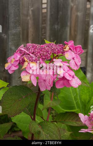 Hydrangea macrophylla 'Twist N Shout' - Big Leaf Hydrangea in summer. Stock Photo