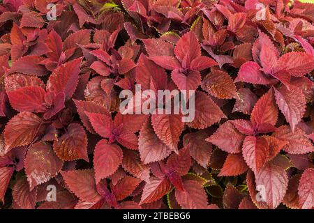 Solenostemon - Coleus leaves in summer. Stock Photo