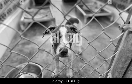 A Rescue Dog At An Animal Shelter Is Looking Through The Fence Black And White Stock Photo