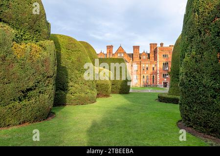Ancient yew topiary at York University, Heslington Hall Stock Photo