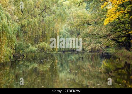 colorful willows around the lake, willows and trees near the water ...
