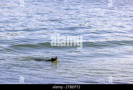 black dog retrieving a tennis ball in the water Stock Photo