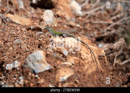 Italian Wall Lizard in the Wild Stock Photo