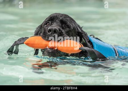 Close-up of black labrador retriever with swimming with orange toy. Stock Photo