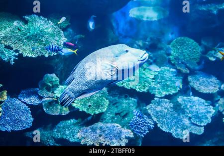 The humphead wrasse (Cheilinus undulatus) also known as the , Napoleon wrasse, Napoleon fish, Napoleonfish in aquarium in Thailand Stock Photo