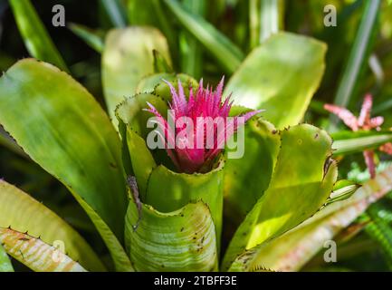 Pink flower of Bromelia plant close up Stock Photo