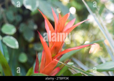 Red flower of Bromelia plant close up Stock Photo
