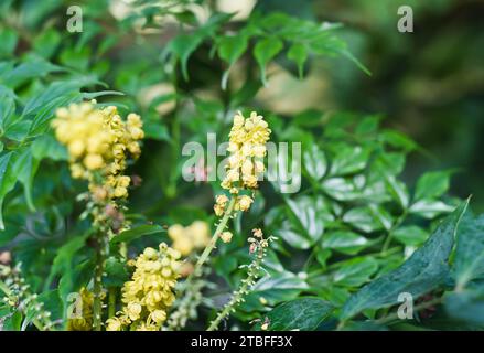 Berberis bealei, also known as leatherleaf mahonia, Beale's barberry or Oregon grape Stock Photo