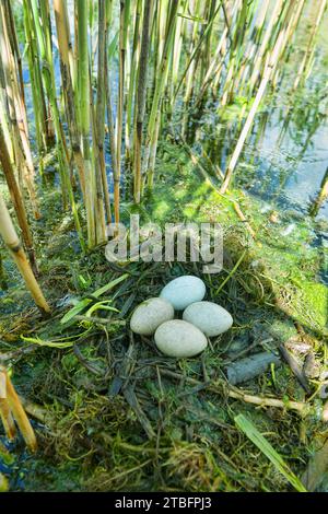 Bird's Nest Guide. Nidology. Slavonian grebe (Podiceps auritus) floating nest in reed beds of southern eutrophic lake with abundance of common reed (P Stock Photo