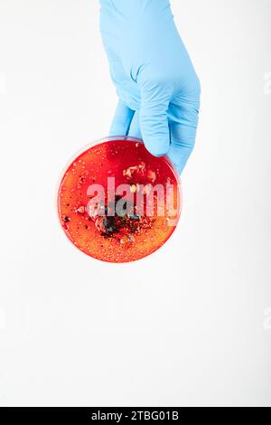 Hand in blue glove holding  petri dish with bacterium . Microbiology sience. Top  view. Stock Photo
