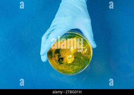 Hand in blue glove holding  petri dish with bacterium . Microbiology sience. Top  view. Stock Photo
