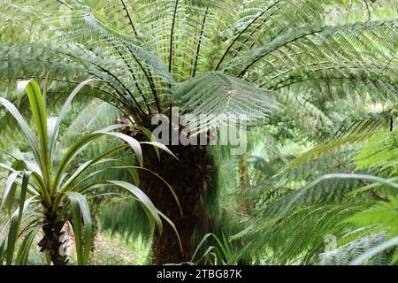 Fronds emerging from a large tree fern in a tropical garden Stock Photo