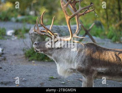 Rentier Bulle, Tierpark, Freilichtmuseum Skansen, Djurgarden, Stockholm, Schweden Stock Photo