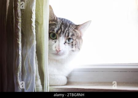 The cat peeks out from behind the curtain at home Stock Photo