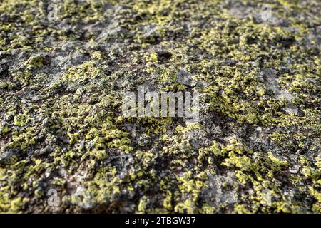 Green lichen growing on rock Stock Photo
