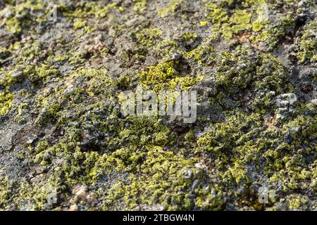 Green lichen growing on rock Stock Photo
