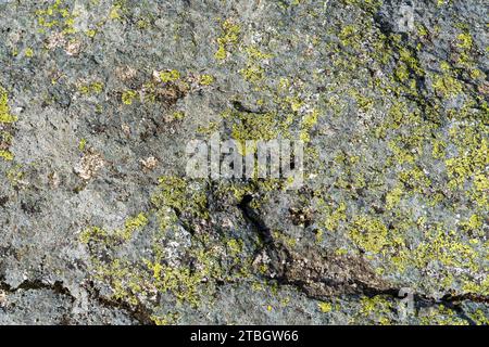 Green lichen growing on rock Stock Photo