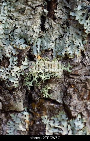 Lichens growing on a tree trunk Stock Photo