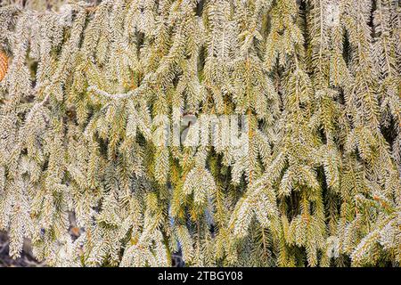 frozen branches of a spruce tree in morning light. closeup nature pattern in winter Stock Photo