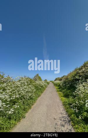 trach bordered by flowering cow parsley at marske-by-the-sea, north yorkshire, England, uk Stock Photo