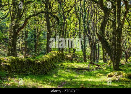 Sun dappled trees and moss in the sheltered Dartmoor valley of the East Okement River near Fatherford, Okehampton, Devon, UK. Stock Photo