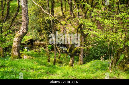 The Moor Brook flows down through Halstock Wood towards the East Okement River West Cleave.  Okehampton, Devon, UK. Stock Photo