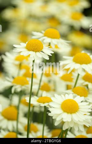 Anthemis tinctoria E.C. Buxton, dyer's chamomile E.C. Buxton, creamy-yellow daisies in mid-summer Stock Photo