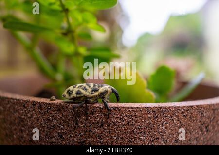 a weevil on a flowerpot made with a 3d printer Stock Photo