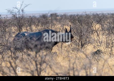 A black Rhinoceros - Diceros bicornis- eating scrubs on the plains of Etosha national park, Namibia, during sunset. Stock Photo