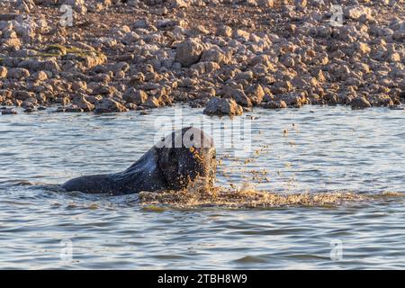 Telephoto shot of a baby elephant, enjoying itself while taking a bath in a waterhole in Etosha National Park, Namibia. Stock Photo