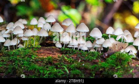 Cluster of fungus Angel's bonnet (Mycena arcangliana) on dead branch Stock Photo