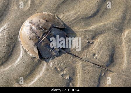 Animals, Other animals, Arrowhead crabs, Mangrove Horseshoe Crab (Carcinoscorpius rotundicauda) adult, upturned on beach, cox bazar, bangladesh. Stock Photo