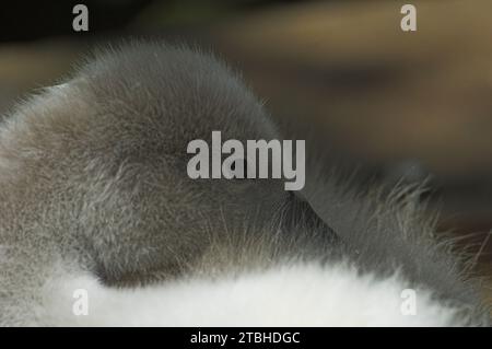 Mute Swan (Cygnus olor) Cygnet resting with head amongst feathers Stock Photo