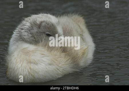 Mute Swan (Cygnus olor) Cygnet resting with head amongst feathers Stock Photo
