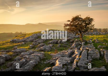 Lone windswept hawthorn tree on a limestone pavement at Winskill Stones, near Settle in the Yorkshire Dales, England.  Autumn (October) 2023. Stock Photo