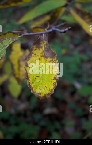 Leaf color change in autumn with different shades of colors on light background Stock Photo