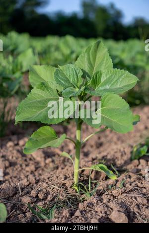 Agricultural field with young sunflower plants on sunny day Stock Photo ...