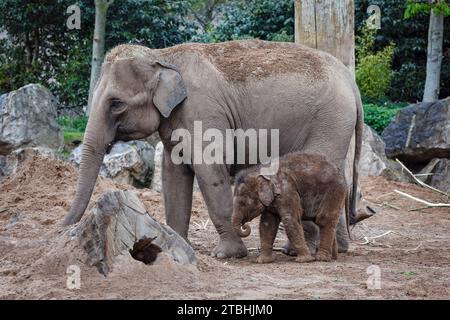 Asian elephants at Chester Zoo, Cheshire, England Stock Photo