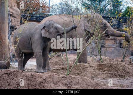 Asian elephants feeding at Chester Zoo, Chester, Cheshire Stock Photo