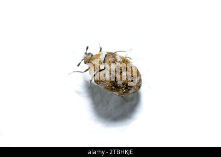 Isolated on white background the small varied carpet beetle, Anthrenus verbasci. Home and storage pest. The larva of this beetle is a pest of clothes Stock Photo