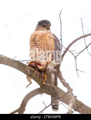 Cooper's Hawk on tree branch holding grey squirrel prey with talons Stock Photo