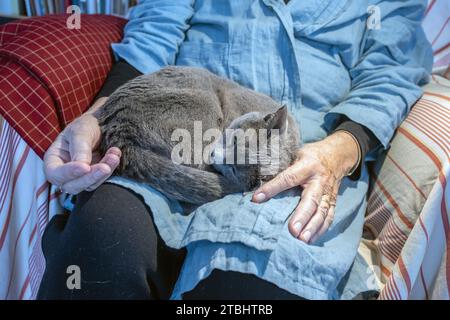 cat rests in his mat's knee (russian blue) Stock Photo