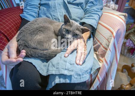 cat rests in his mat's knee (russian blue) Stock Photo